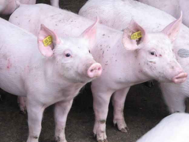 Kansen, kosten en draagvlak van klimaatmaatregelen in de varkenshouderij en akkerbouw image