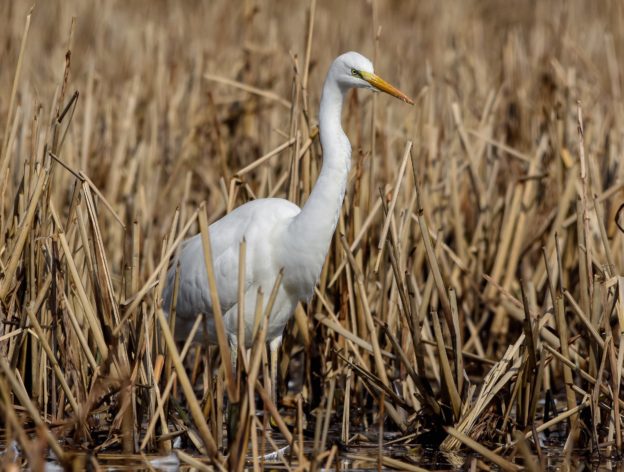 Broedvogels doen het in Nederland beter dan in Europa image