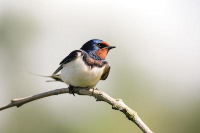 Contaminatie van boerenzwaluwen met pesticiden in Nederland image