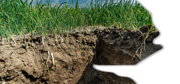 Veldochtend bodem- en waterkwaliteit, 3 november, Creil image
