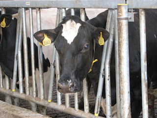 Overzicht wetenschappelijke discussie over methaanwaardering voor de zuivelsector image