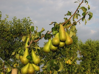 Mezenschade in fruitpercelen nabij biodiverse hagen image