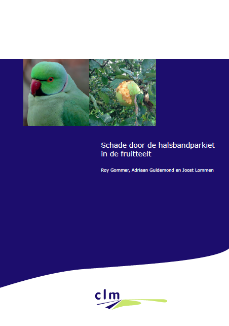 Schade door de halsbandparkiet in de fruitteelt image