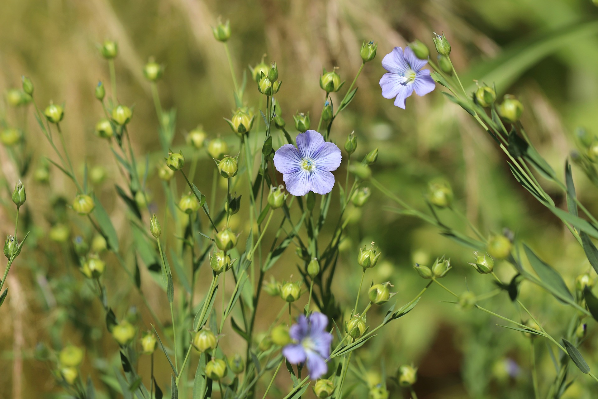 Scoren met biodiversiteit