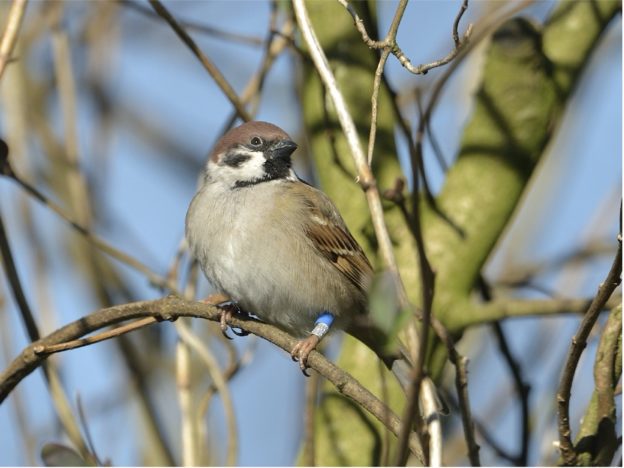 Pesticiden bij ringmussen in Eastermar (Fryslân) image