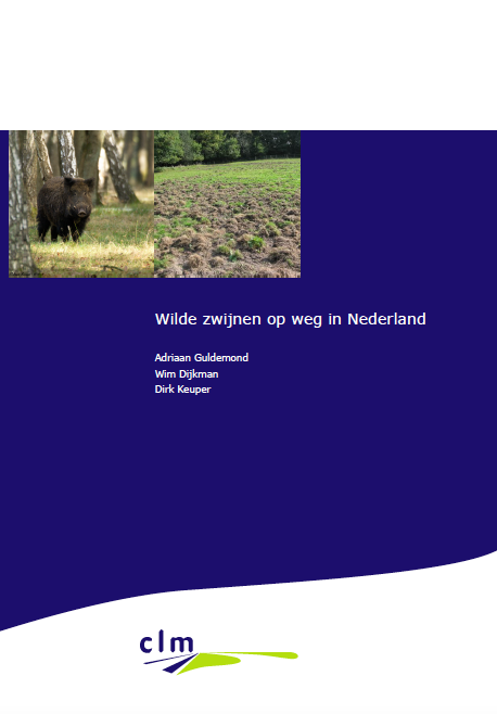 Wilde zwijnen op weg in Nederland image