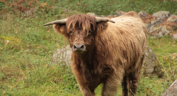 Emissiebeperking van ontwormingsmiddelen bij rundvee op natuurgronden image