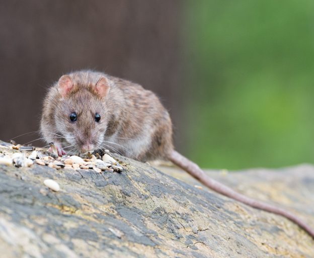 Versleping van vergiftigd lokaas tegen ratten en huismuis: hoe vaak gebeurt het en wat is ertegen te doen? image
