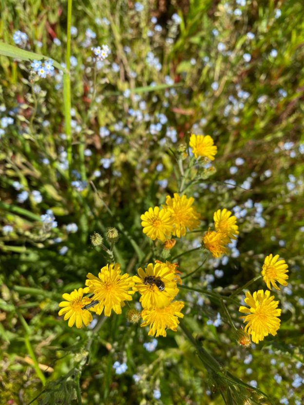 Biodiversiteit meten op akkerbouwbedrijven: hoe doe je dat eenvoudig én onderbouwd? image