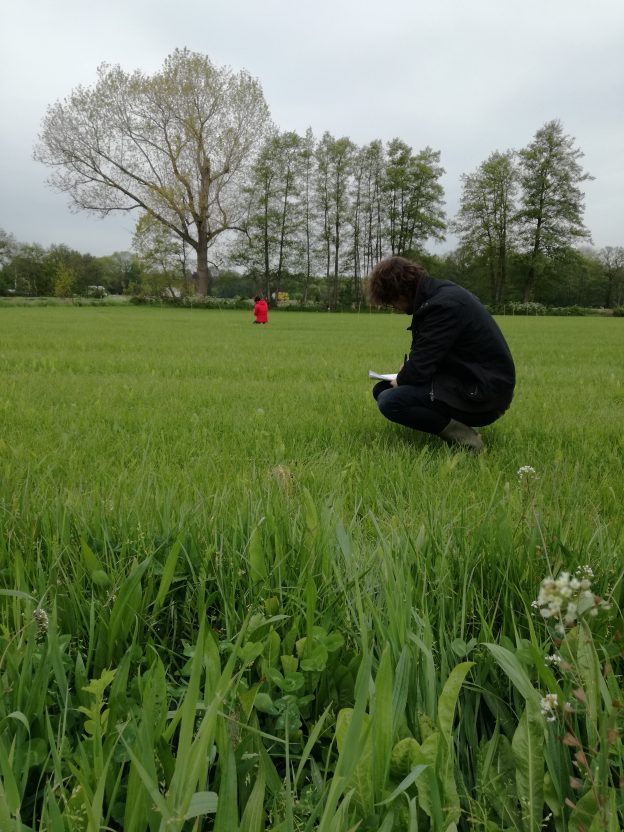 Graskruiden voor een betere bodem (rapport) image