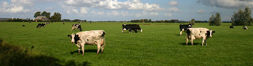 Melkkoeien in de wei, Friesland