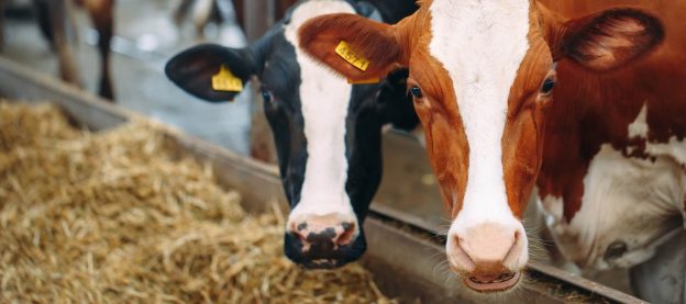 Afrekenbare stoffenbalans moeilijk vorm te geven image