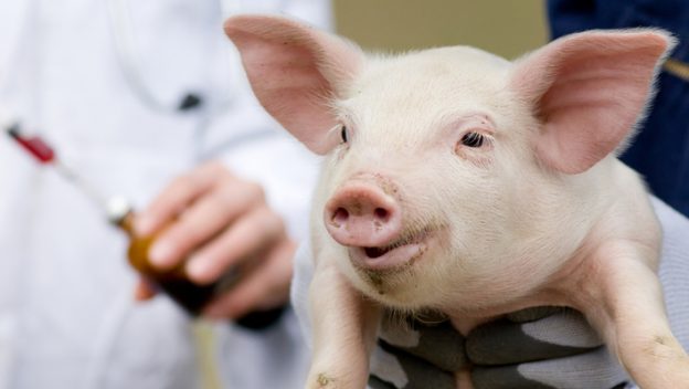 Twee studies over emissiebeperking van ontwormingsmiddelen voor de veehouderij image