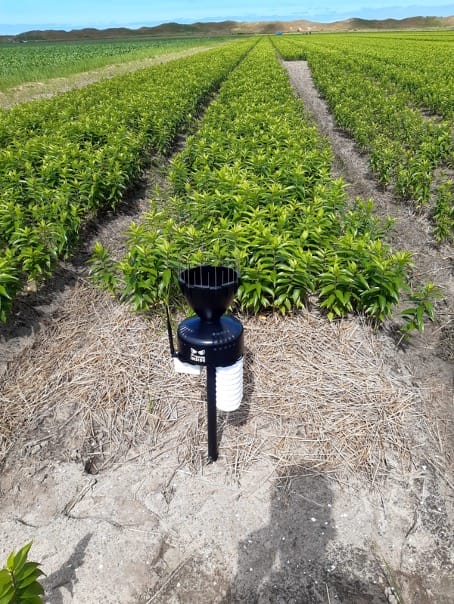 Verbeterslag adviesbericht lelieteelt image