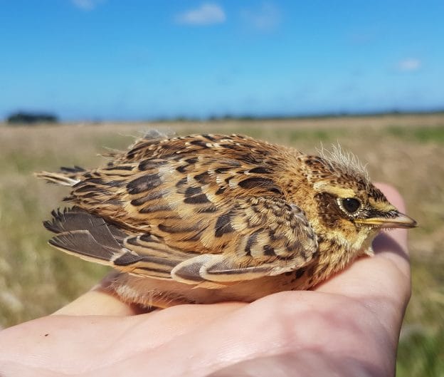 Luzerne telen op het ritme van de natuur image