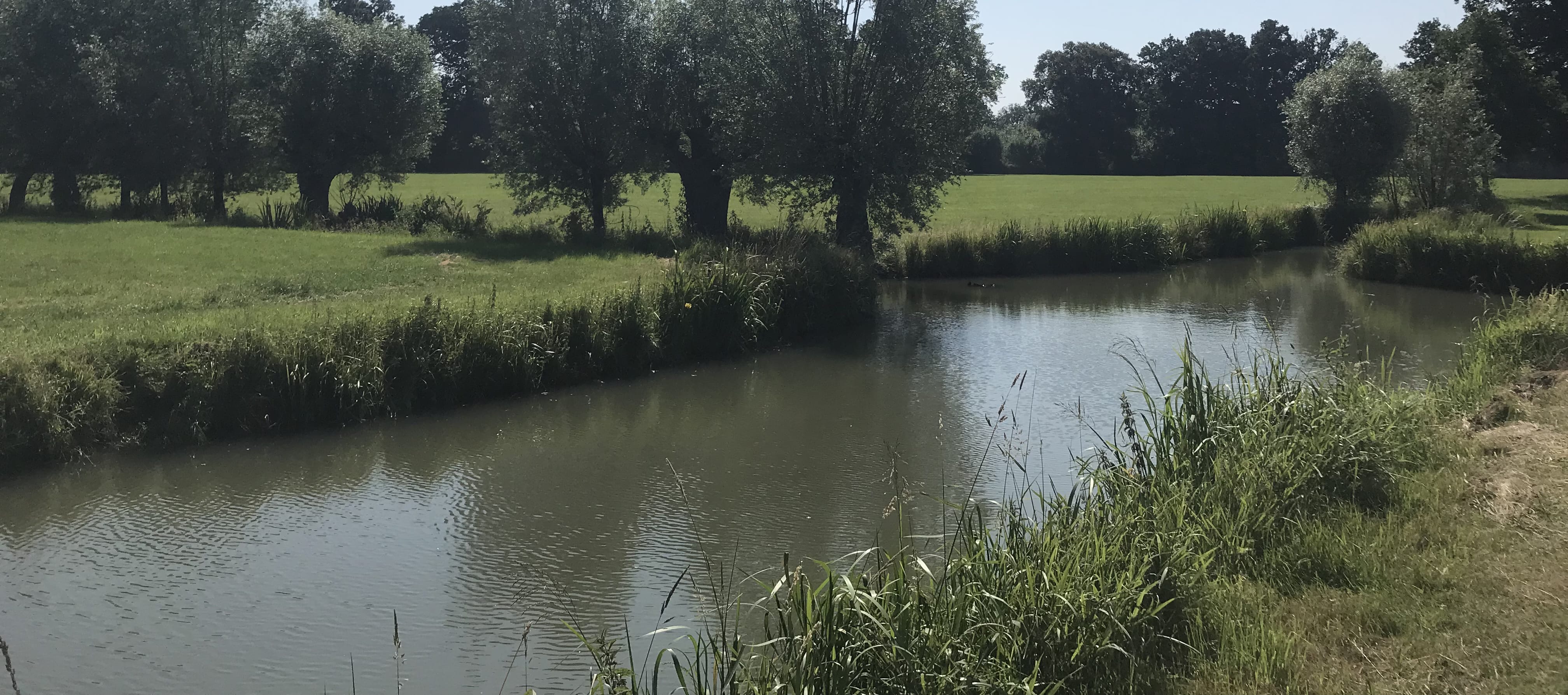 Groenblauwe dooradering, met lijnvormige permanente elementen