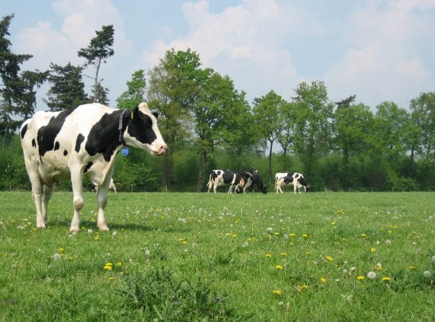 Vruchtbare samenwerking melkveehouderij & akkerbouw image