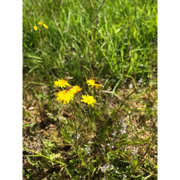 Monitoring van biodiversiteit op zes agrarische bedrijven in de Proeftuin NIL Drentsche Aa 2022-2023 image