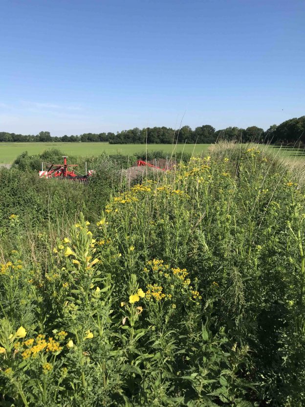 Monitoring van biodiversiteit op zes agrarische bedrijven in de Proeftuin NIL Drentsche Aa 2022-2023 image