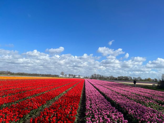 Louis van Haaster over Landbouwportaal Rijnland: frisse blik levert waardevolle inzichten op image
