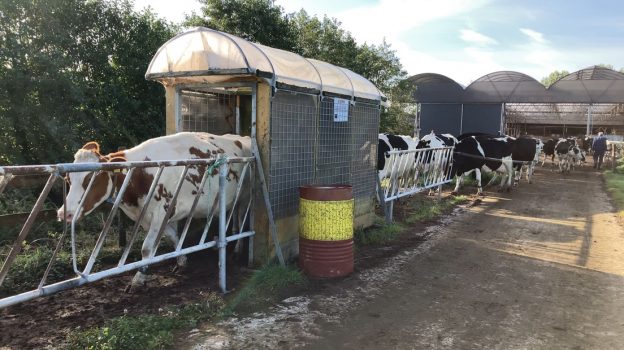 Vliegenval voor rundvee, naar chemievrije vliegenbestrijding image