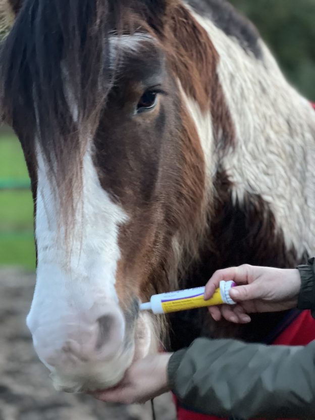 Uitnodiging webinar: ‘Efficiënt en verantwoord ontwormen van paarden’ image