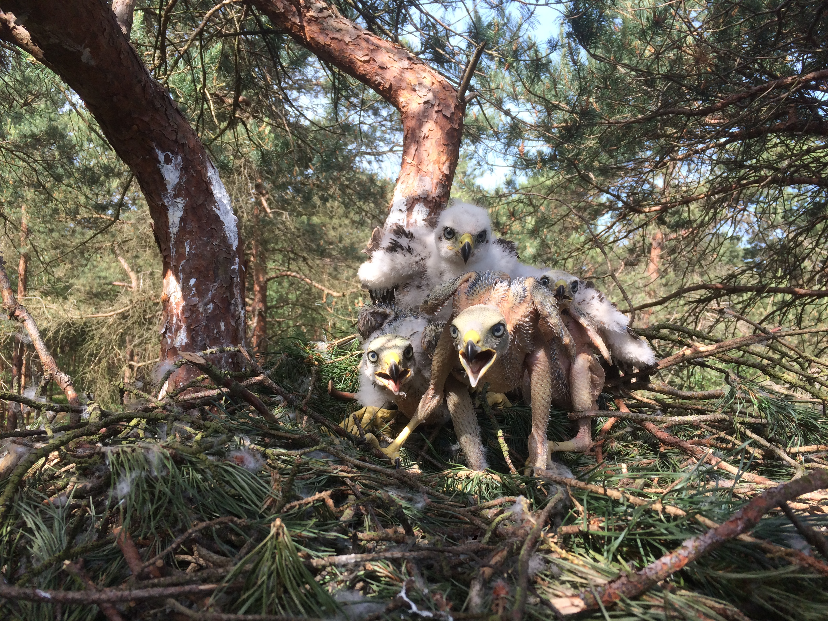 Jonge haviken, nest in Otterlo. Foto: Peter van Geneijgen