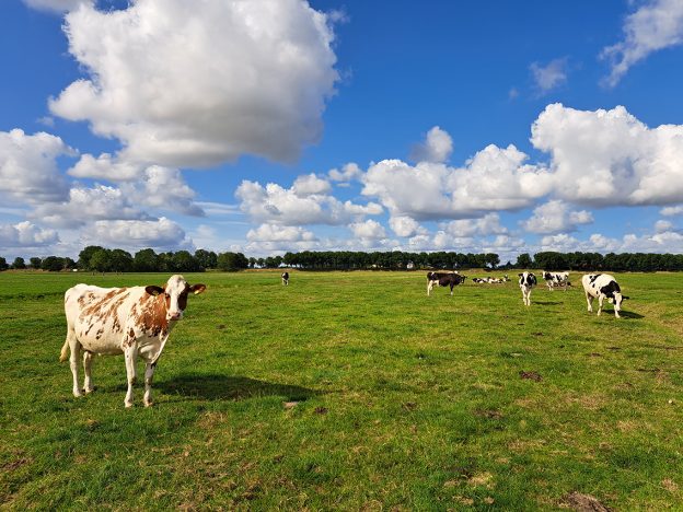 Uitnodiging webinar: ‘Efficiënt en verantwoord ontwormen van schapen, geiten en rundvee’ image