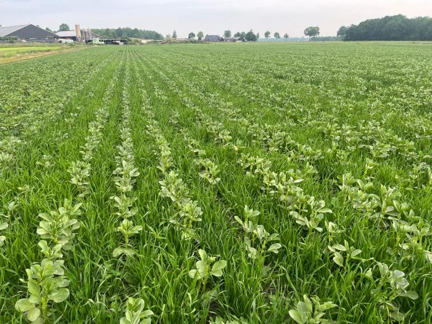 Nieuwe regels maken samenwerking met akkerbouwer aantrekkelijker voor melkveehouder image