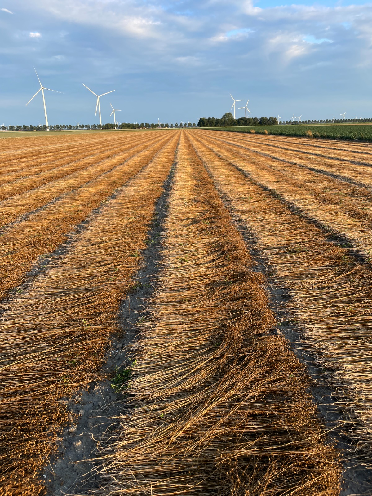 Rotend vlas in Flevoland (foto: Anna Zwijnenburg)