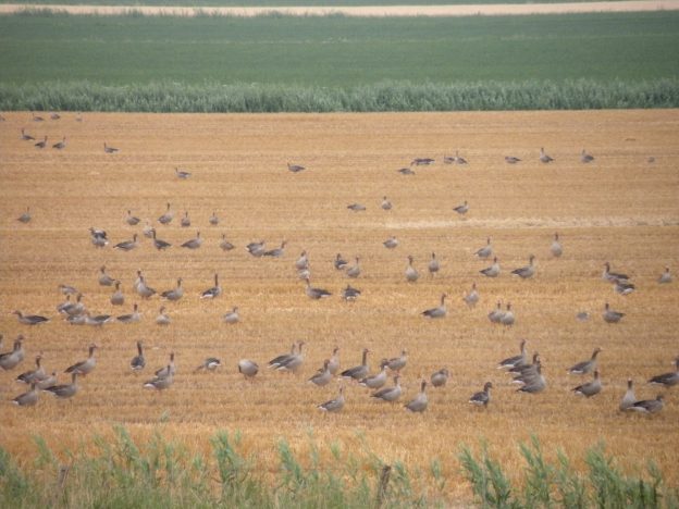 Systematiek voor tegemoetkoming faunaschade wordt uitgebreid met omgevingsfactoren image
