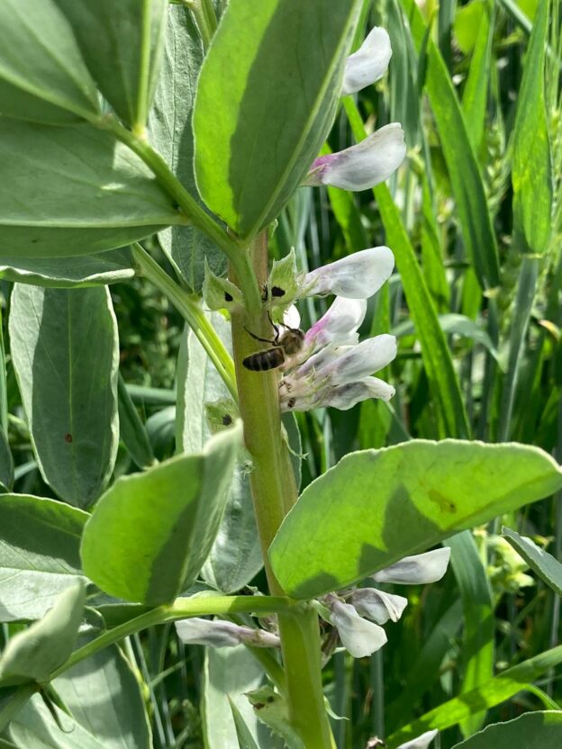 Ervaringen met mengteelten in Drentsche Aa image