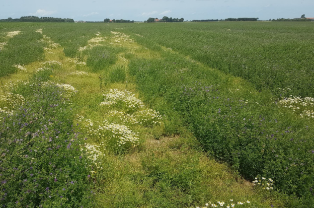 Broedende veldleeuweriken in luzerne image