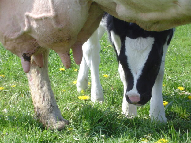 Invloed van de zuivelsector op natuur en milieu image