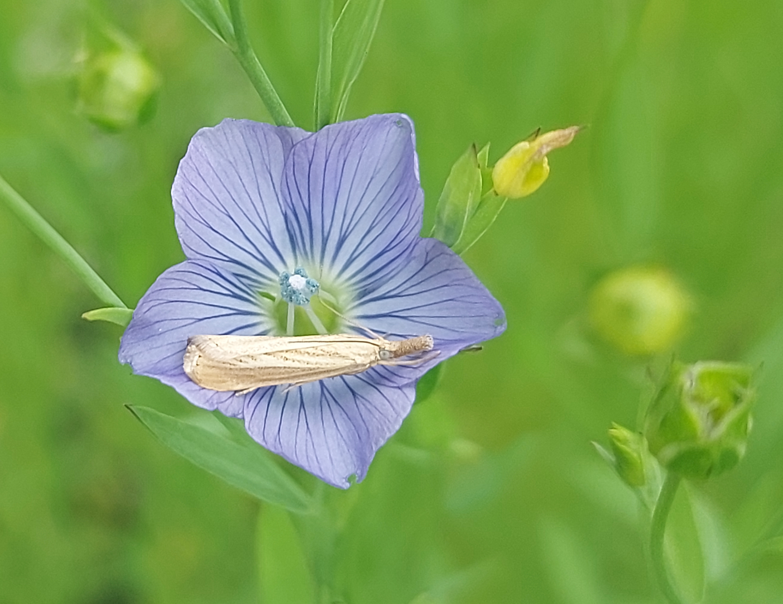 Nachtvlinder op vlasbloem