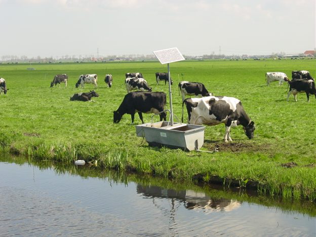 Weidend melkvee